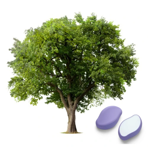 apple-tree-without-flowers-or-fruit-isolated-on-white